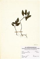 藏品(白花蛇根草)的圖片